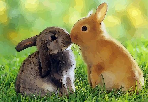 4,属兔人今年感情:但多是一些没有结果的爱情,所以要小心谨慎.