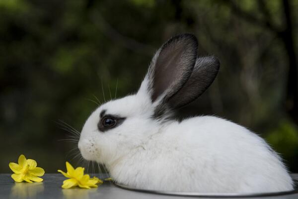 生肖兔谈恋爱要注意的事项对属兔男切忌要求太多