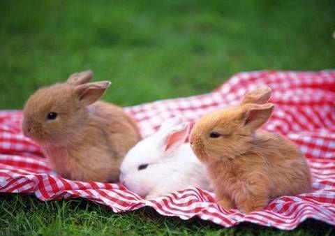 对属兔的人有帮助的是什么属相什么属相旺兔