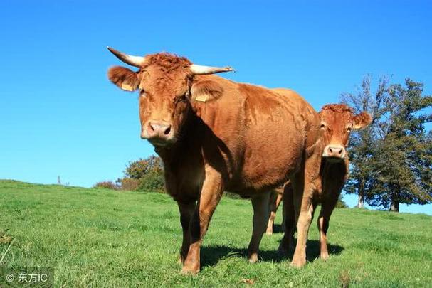 1985年属牛是什么命 属牛的人今年干保险行业行不行