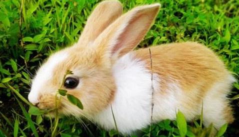 1,属兔的婚配忌哪几个属相:属兔的能和哪些属相配对?