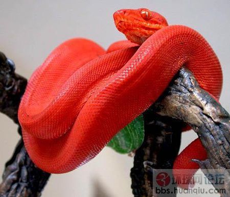 全身是红色的蛇叫什么名字